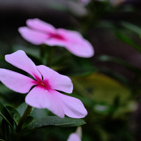 【ほんとイイ】Ai Micro-Nikkor 55mm f2.8 S￼ 作例付き ほんとイイ】Ai Micro-Nikkor 55mm f2.8 S￼ 作例付き AI Micro