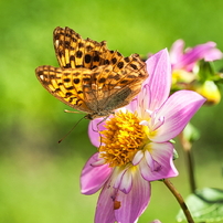 NIKON(ニコン)のデジタル一眼D700 で撮影した写真(画像)一覧- 写真共有