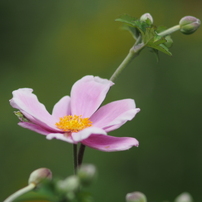 CANON(キヤノン)のレンズ EF135mm F2.8 で撮影した写真(画像)一覧