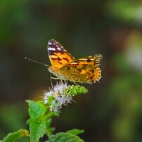 PENTAX - まにーちゃん様❤専用出品❤PENTAX 55-300mm ❤ Amazon.co.jp: ペンタックス HD PENTAX-DA 55-300mmF4.5-6.3ED