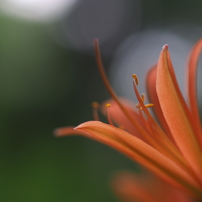 CANON(キヤノン)のレンズ EF135mm F2.8 で撮影した写真(画像)一覧