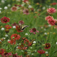 CANON(キヤノン)のレンズ EF135mm F2.8 で撮影した写真(画像)一覧