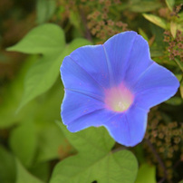 NIKON(ニコン)のデジタル一眼D2H で撮影した写真(画像)一覧