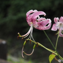 OLYMPUS(オリンパス)のミラーレス一眼OLYMPUS PEN Lite E-PL7 で