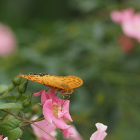 CANON(キヤノン)のレンズ EF135mm F2.8 で撮影した写真(画像)一覧