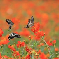 CANON(キヤノン)のデジタル一眼EOS 40D で撮影した写真(画像