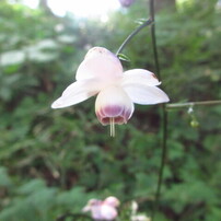 CANON(キヤノン)のデジタルカメラIXY 600F で撮影した写真(画像