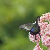 CANON EF 135mm F2.8 作例あり 動作確認済み mayuriとレンズぬま *第三十六本* EF135mm F2.8（ソフト