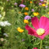 RICOH(リコー)のデジタルカメラCX5 で撮影した写真(画像)一覧(2ページ
