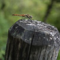 [並品/作例あり] Canon EF 28mm f2.8 キヤノン EF 並品/作例あり] Canon EF 28mm f2.8 キヤノン EF EF28mm f/2.8