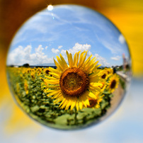 NIKON(ニコン)のレンズ AF-S DX Micro NIKKOR 40mm f/2.8G で