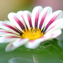 状態良好♡富士フイルム FUJINON XF60mmF2.4R Macro XF60mmF2.4 R Macro - Black - fujifilmxindia
