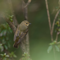 キャノン Canon EOS 40D【作例あり】 キャノン Canon EOS 40D【作例あり】 EOS 40Dで撮影された写真