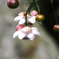 まだ咲きそう