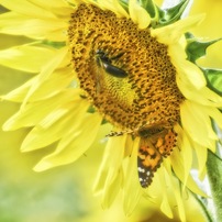 NIKON(ニコン)のレンズ AF-P DX NIKKOR 70-300mm f/4.5-6.3G ED VR で