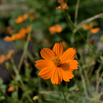 NIKON(ニコン)のレンズ AF-S NIKKOR 35mm f/1.8G ED で撮影した