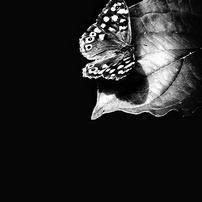 NIKON(ニコン)のデジタル一眼D5600 で撮影した写真(画像)一覧- 写真