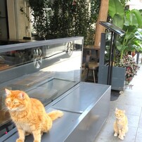 CANON(キヤノン)のデジタルカメラIXY 650 で撮影した写真(画像)一覧