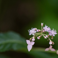 OLYMPUS(オリンパス)のレンズ M.ZUIKO DIGITAL ED 75mm F1.8