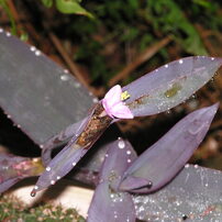 OLYMPUS(オリンパス)のデジタルカメラCAMEDIA C-740 Ultra Zoom で撮影