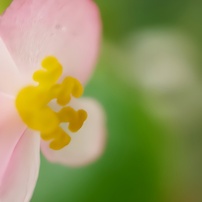 芽吹き(秋海棠)