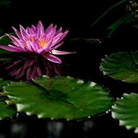 NIKON(ニコン)のデジタル一眼D700 で撮影した写真(画像)一覧