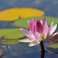 タムロン 18-270mm f3.5-6.3Di Ⅱ VC ほぼ新品【作例あり】 TAMRON｜高倍率ズームレンズ／18-270mm F/3.5-6.3 Di II VC PZD