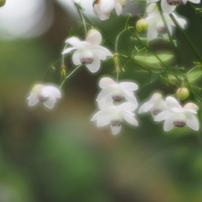 CANON(キヤノン)のレンズ EF135mm F2.8 で撮影した写真(画像)一覧