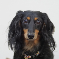 TAMRON(タムロン)のレンズ SP AF90mm F/2.8 Di MACRO 1:1 (Model272E