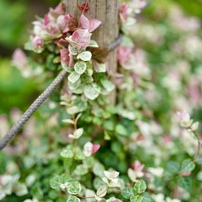 【写真追加】SONY Planar FE 50mm F1.4 SEL50F14Z Amazon.co.jp: SONY(ソニー) 標準単焦点レンズ フルサイズ