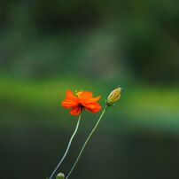 絵画❗️ E 55-210mm F4.5-6.3 OSSで撮影された写真 | 写真検索 | GANREF