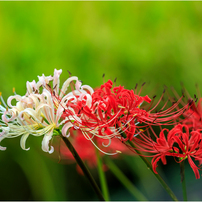 CANON(キヤノン)のレンズ EF180mm F3.5L マクロ USM で撮影した