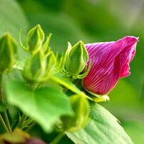 SIGMA(シグマ)のレンズ APO MACRO 180mm F2.8 EX DG OS HSM [ニコン用