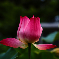 SIGMA(シグマ)のレンズ 60mm F2.8 DN ブラック [マイクロフォー