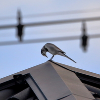 SIGMA(シグマ)のレンズ 100-400mm F5-6.3 DG OS HSM [キヤノン用] で