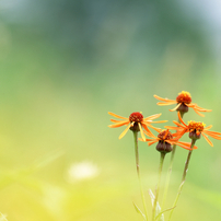 PENTAX(ペンタックス)のレンズ SMC PENTAX67 200mmF4 で撮影した写真
