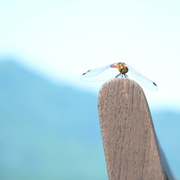 NIKON(ニコン)のデジタル一眼D5100 で撮影した写真(画像)一覧- 写真