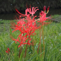 ショット数：1,377枚！]オリンパス E-PL8 #C338 ショット数：1,377枚