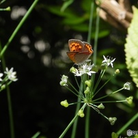 NIKON(ニコン)のデジタルカメラCOOLPIX P100 で撮影した写真(画像)一覧