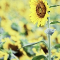 【作例有】ニコンAF-P DX 70-300mm f4.5-6.3G VR 美品 NIKON(ニコン)のレンズ AF-P DX NIKKOR 70-300mm f/4.5-6.3G ED