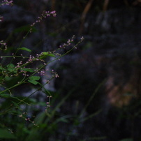 PENTAX(ペンタックス)のデジタルカメラX70 で撮影した写真(画像)一覧