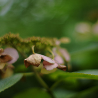 NIKON(ニコン)のレンズ Ai Nikkor 50mm f/1.2S で撮影した写真(画像