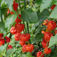 PENTAX(ペンタックス)のレンズ smc PENTAX-DA☆ 16-50mm F2.8ED