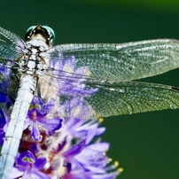 PANASONIC(パナソニック)のミラーレス一眼LUMIX DMC-G8 で撮影した写真