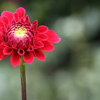 タムロン 18-270mm f3.5-6.3Di Ⅱ VC ほぼ新品【作例あり】 Amazon.co.jp: TAMRON 高倍率ズームレンズ 18-270mm F3.5-6.3 DiII VC