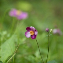 SIGMA(シグマ)のレンズ 56mm F1.4 DC DN [マイクロフォーサーズ