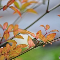 Nikon D5000 スマホより感動する写真を！超初心者歓迎 Nikon D5000 スマホより感動する写真を！超初心者歓迎