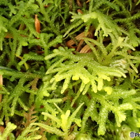 photo_13161719