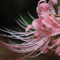 Canon EF75-300mm F4-5.6 III USM 作例有 CANON(キヤノン)のレンズ EF75-300mm F4-5.6 III USM で撮影した