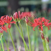 Canon EF75-300mm F4-5.6 III USM 作例有 CANON(キヤノン)のレンズ EF75-300mm F4-5.6 III USM で撮影した